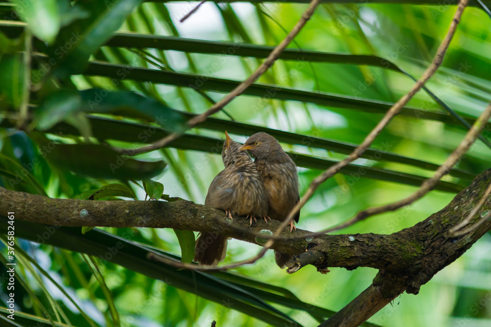 Yellow billed babbler