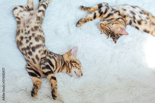 Two Bengal cats laying on the white background.