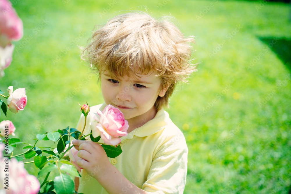 Child with a rose. Boy and a bush of roses. Beautiful garden. Child with a rose. Boy and a bush of roses. Beautiful garden.