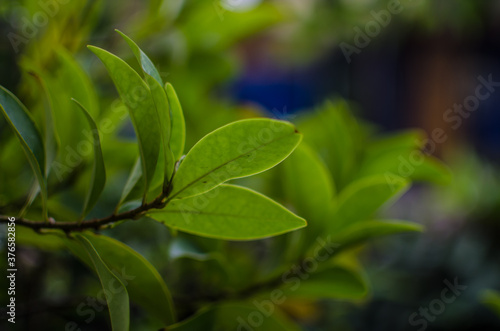 fresh green leaves