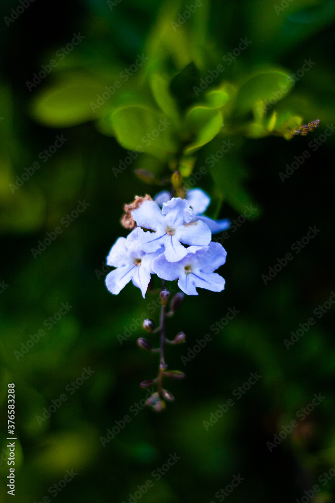 Fototapeta premium Blue Flowers at the horse's farm