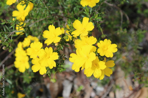 Golden Guinea flower Hibbertia scandens a genus of trees, shrubs, trailing shrubs and climbers of the family Dilleniaceae  in bloom in Crooked Brook National Park, near Dardanup, Western Australia .