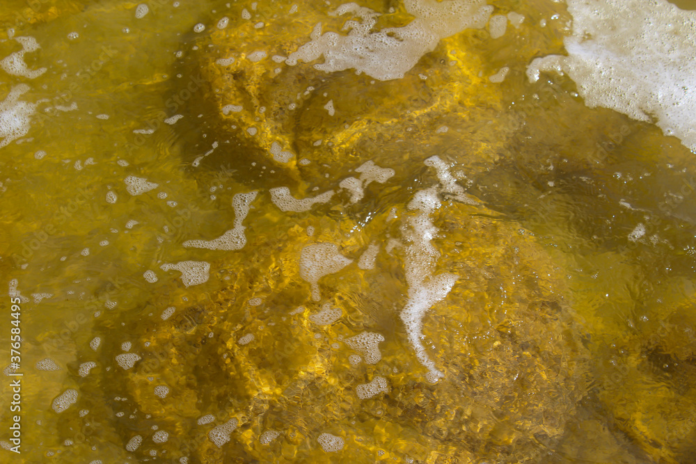 Rare colony of 6 kilometre long thrombolite living rocks calcium carbonate accreted structures in shallow water, 3.5 billion years old seen from the board walk at Lake Clifton ,Western Australia . Rare colony of 6 kilometre long thrombolite living rocks calcium carbonate accreted structures in shallow water, 3.5 billion years old seen from the board walk at Lake Clifton ,Western Australia .