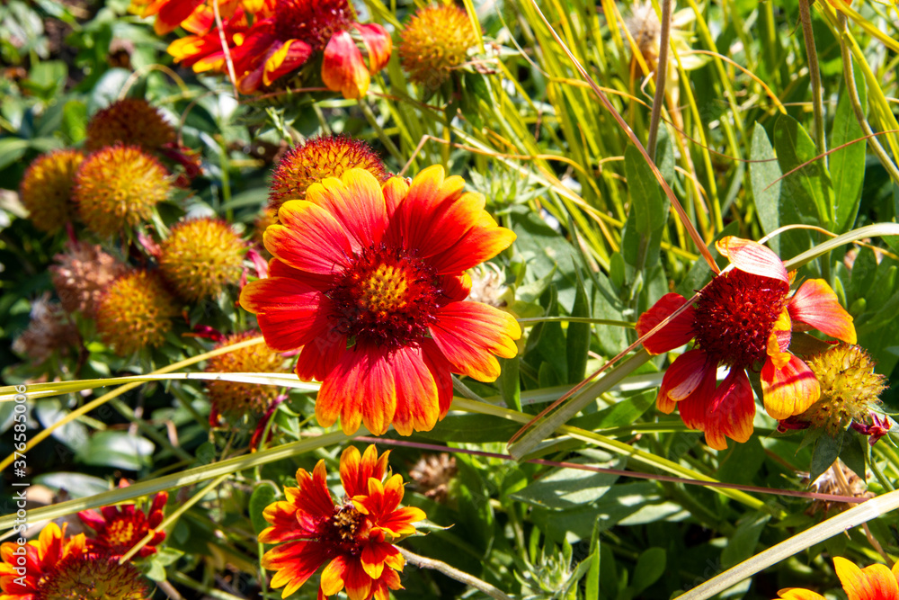 A cluster of Red and Yellow Daisies A cluster of Red and Yellow Daisies