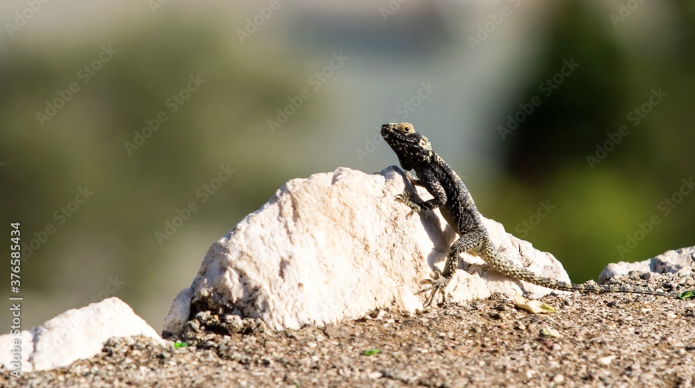 The lizard sits on a hot stone and enjoys the morning sun. The lizard sits on a hot stone and enjoys the morning sun.