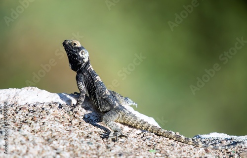 The lizard sits on a hot stone and enjoys the morning sun.