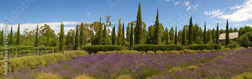 Rows of lavender plants at a lavender farm in regional Victoria, Australia © Michael Evans