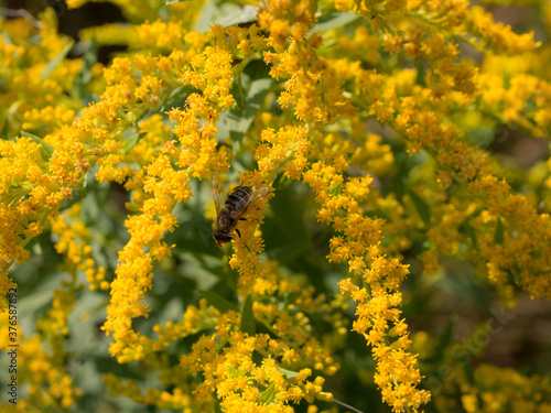 hoverfly on a branch of goldenrod