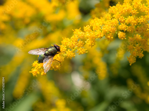 fly on goldenrod closeup © Maslov Dmitry