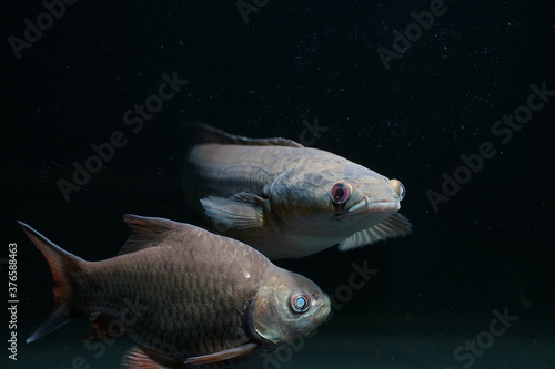 Channa marulioides underwater with dark light