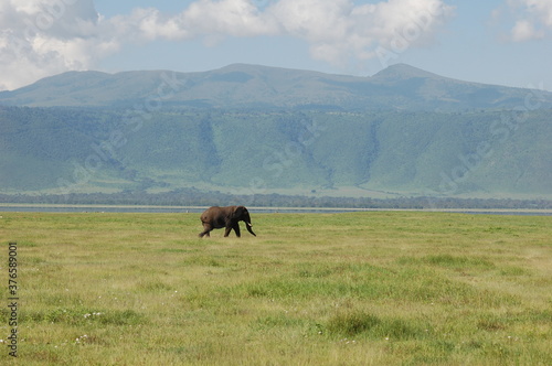 horses in the field