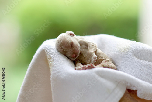 Fototapeta Naklejka Na Ścianę i Meble -  Cute newborn American cocker spaniel sleeping on towel.Tiny brown purebreed puppy held in the air with green background. Pet dog baby golden hair.