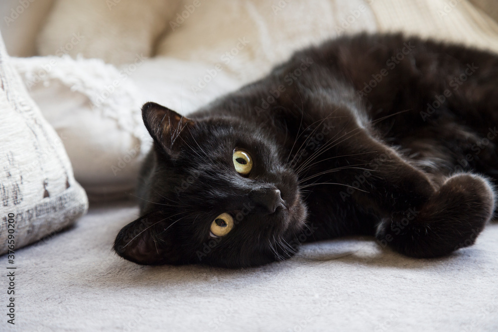 A black cat lies on a sofa on a light background. Big white teddy bear in the background