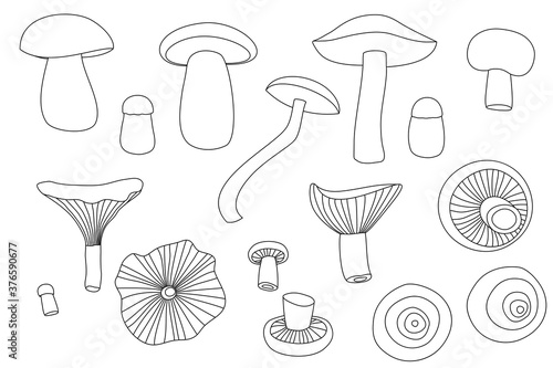 edible mushroom. vector illustration.
