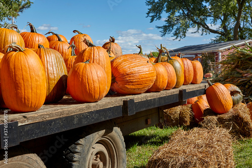 Many large pumpkins sitting on truck flatbed ready for Halloween and fall harvest