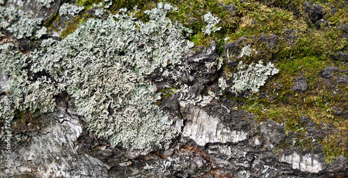 Tree bark covered with moss and lichen.