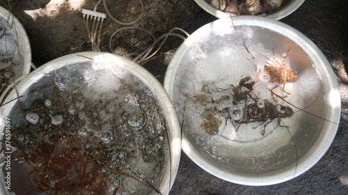 Close up of stailess basins with varieties of alive seafoods sold in the market. photo