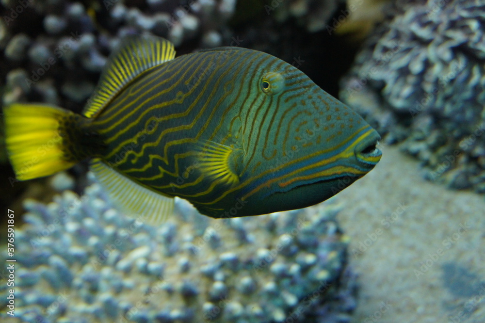 Trigger fish swimming past coral in sea. Trigger fish swimming past coral in sea.