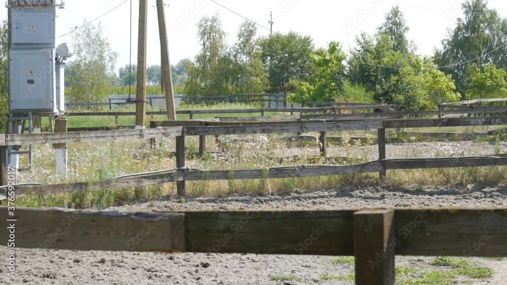 Big beautiful black horse trains and runs in a circle on a horse farm. Big beautiful black horse trains and runs in a circle on a horse farm.