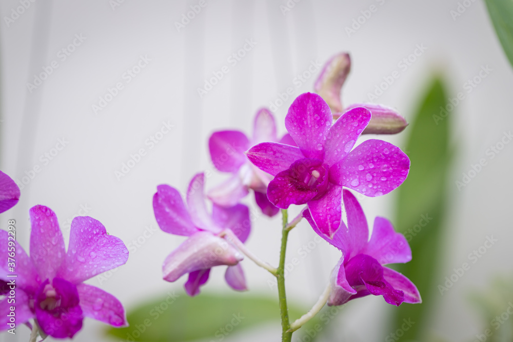 Purple orchids have water drops along the petals Purple orchids have water drops along the petals