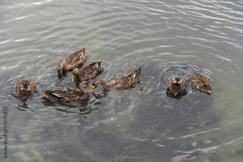 Ducks feed on the pond