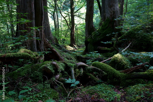 夏の古木と苔とシダに覆われた森の中 © askaflight