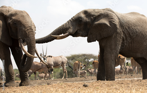 Foto A close up of a two large Elephants (Loxodonta africana) in Kenya