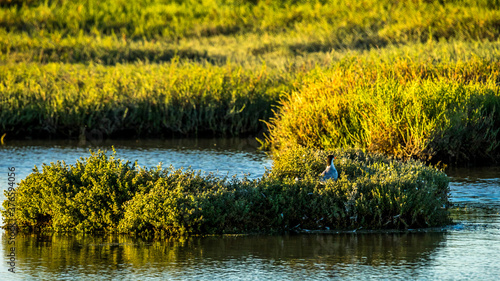 Don Edwards San Francisco Bay National Wildlife Refuge California photo