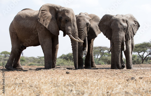 A close up of a three large Elephants  Loxodonta africana  in Kenya. 