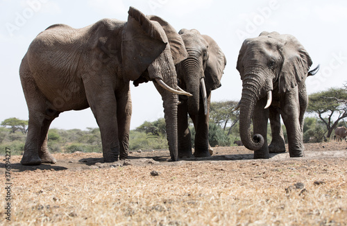 A close up of a three large Elephants  Loxodonta africana  in Kenya. 