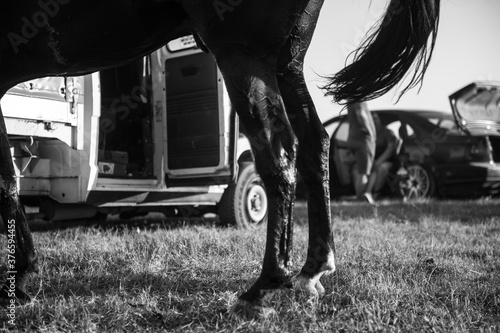 black horse