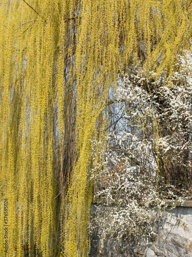 Fototapeta Naklejka Na Ścianę i Meble -  Kazimierz Dolny