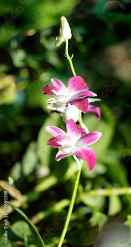 Natural photos  Popularly grown orchids  Viet Nam 