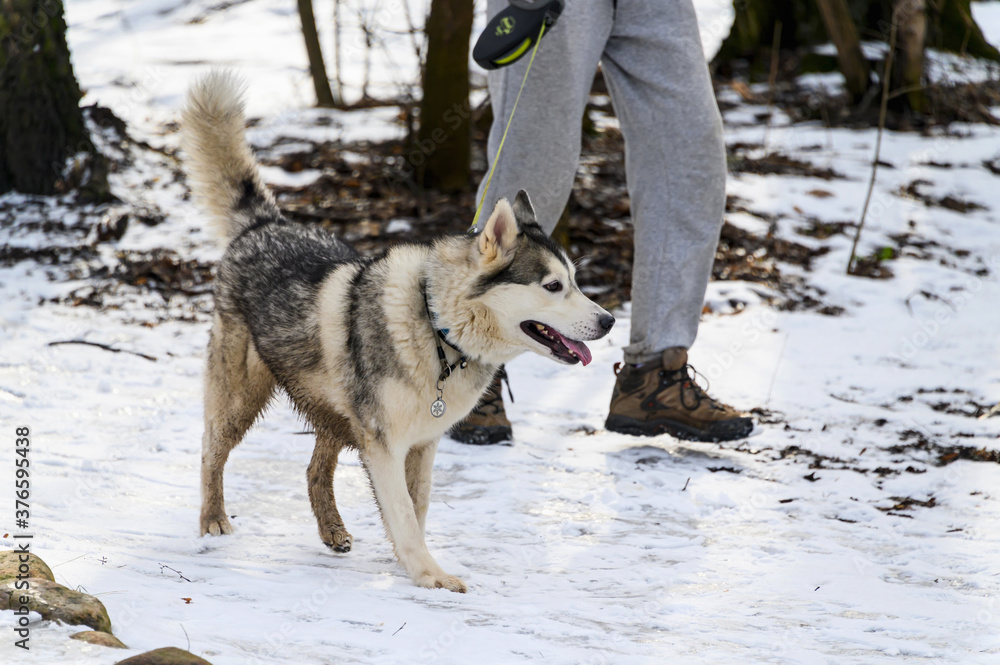 Naklejka premium A man walks with a dog in the winter in the Park. Dog walking in winter.