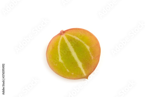 Watermelon Dischidia isolated