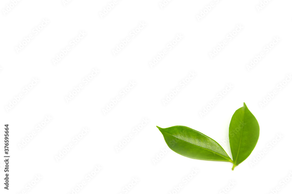 Green leaves on a white background Green leaves on a white background