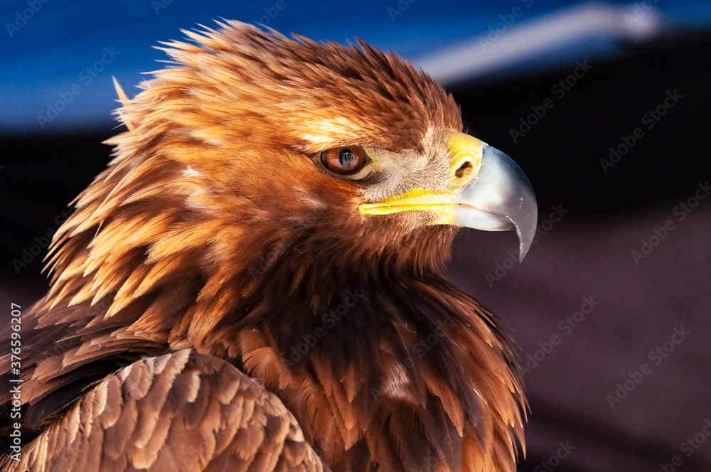 Fototapeta premium Águila Real