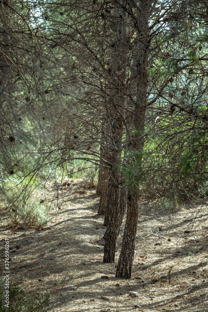 Mediterranean pine forest in the Murcia region. Spain Mediterranean pine forest in the Murcia region. Spain