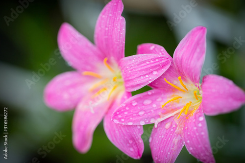 Pink zephyranthes grandiflora flower has water drops along the petals