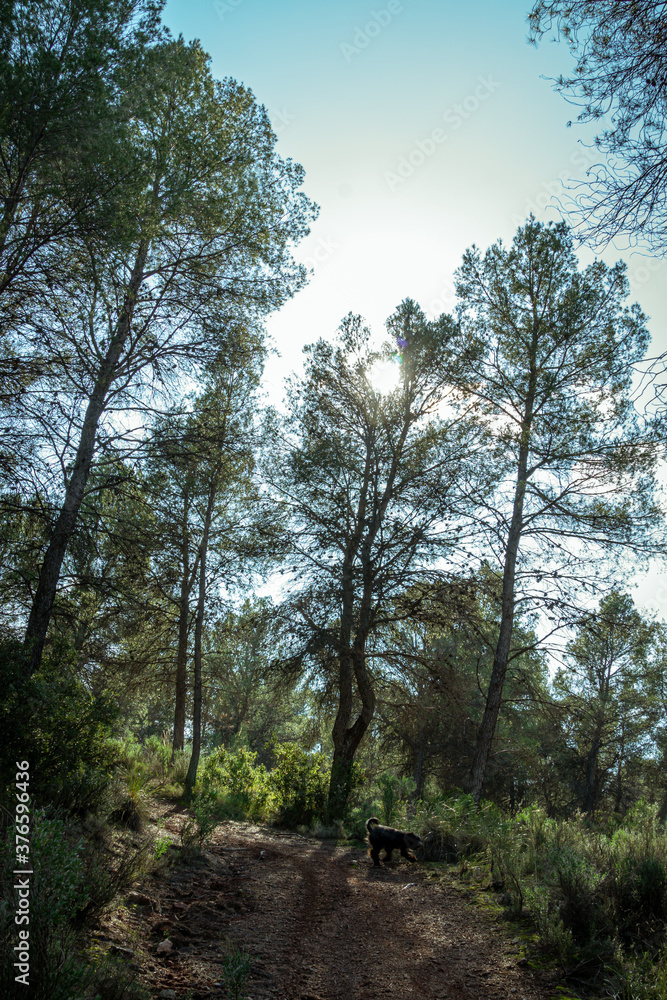 Obraz premium Pine trees overlooking the blue sky