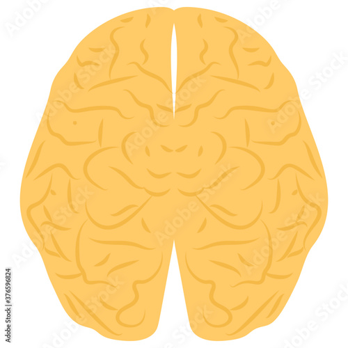 Human Brain 