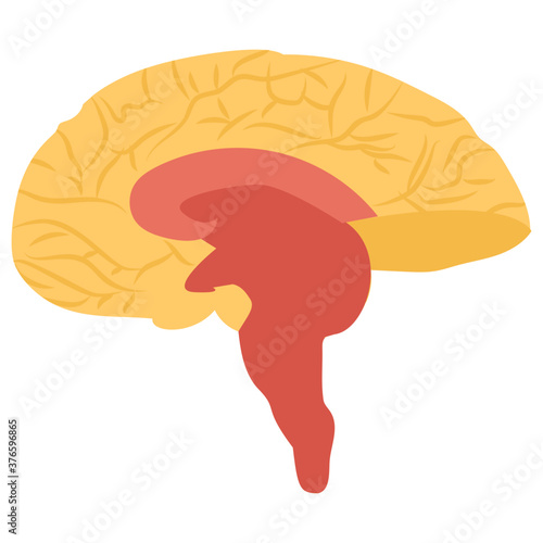 Brain 