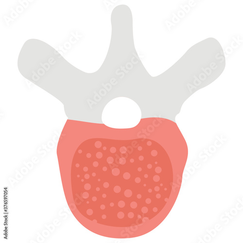 Thoracic Vertebrae 
