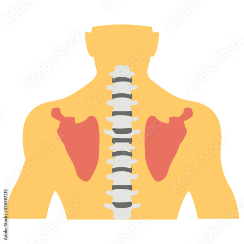 Trachea 
