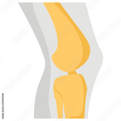 Human Knee