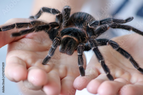 Big bird spider close-up in the hands. Tarantula Brachypelma Vagans. Soft focus.