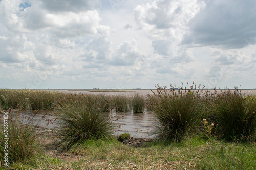 Obraz na płótnie Grasslands in the lagoon and cloudy sky w salonie