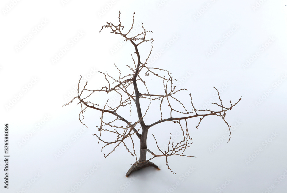 Fototapeta premium dry branch of tree