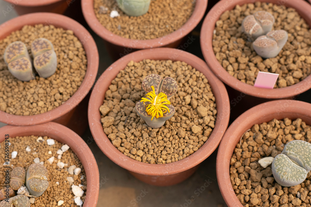 Varieties of cactus and succulent grow in the garden near BKK,Thailand. Varieties of cactus and succulent grow in the garden near BKK,Thailand.