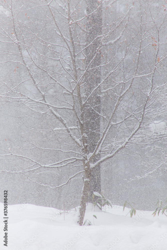 Fototapeta premium 吹雪いている林の雪景色